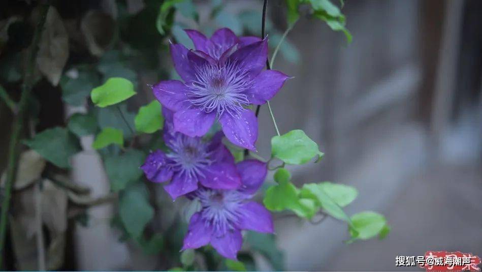 露面引期待有人却拿长相说事真该怼mg不朽情缘游戏试玩李子柒久违(图4)