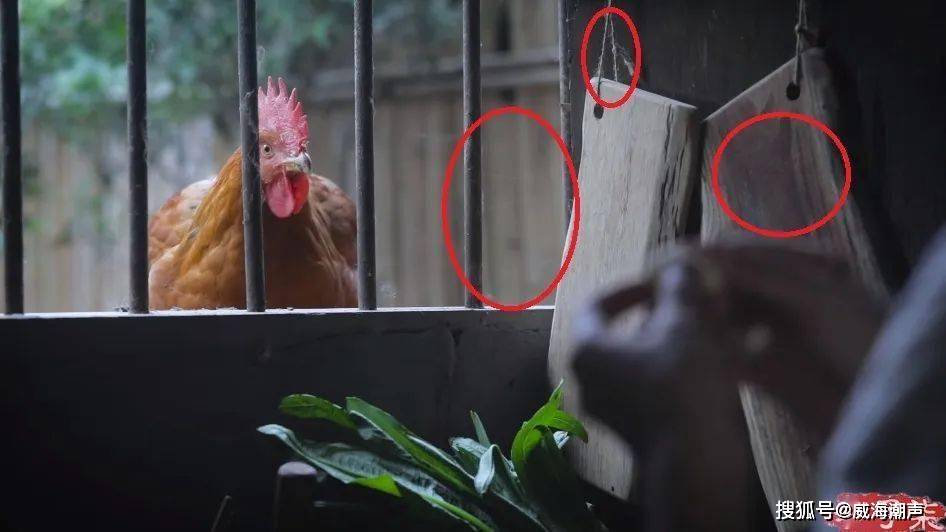 露面引期待有人却拿长相说事真该怼mg不朽情缘游戏试玩李子柒久违(图12)